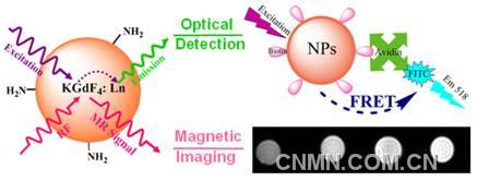 基于稀土KGdF4纳米颗粒的光磁多模生物标记材料