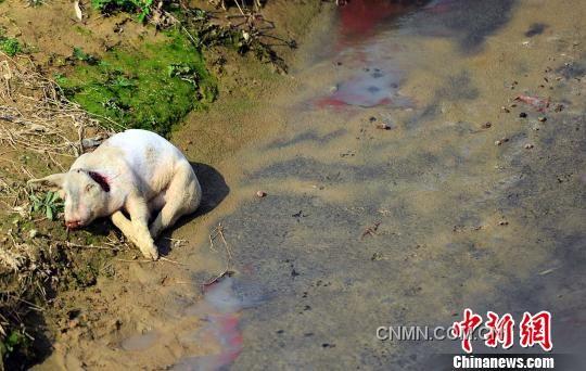 沿村溪步行不到500米，就见溪边和溪中浅滩处散落着4头死猪，而溪流中随处可见令人恐惧的“红虫”（图红色处）。