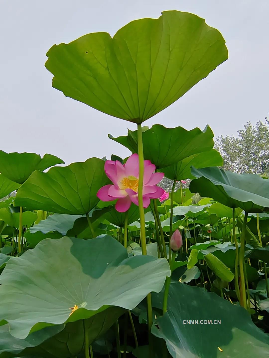 韩文龙 荷的世界